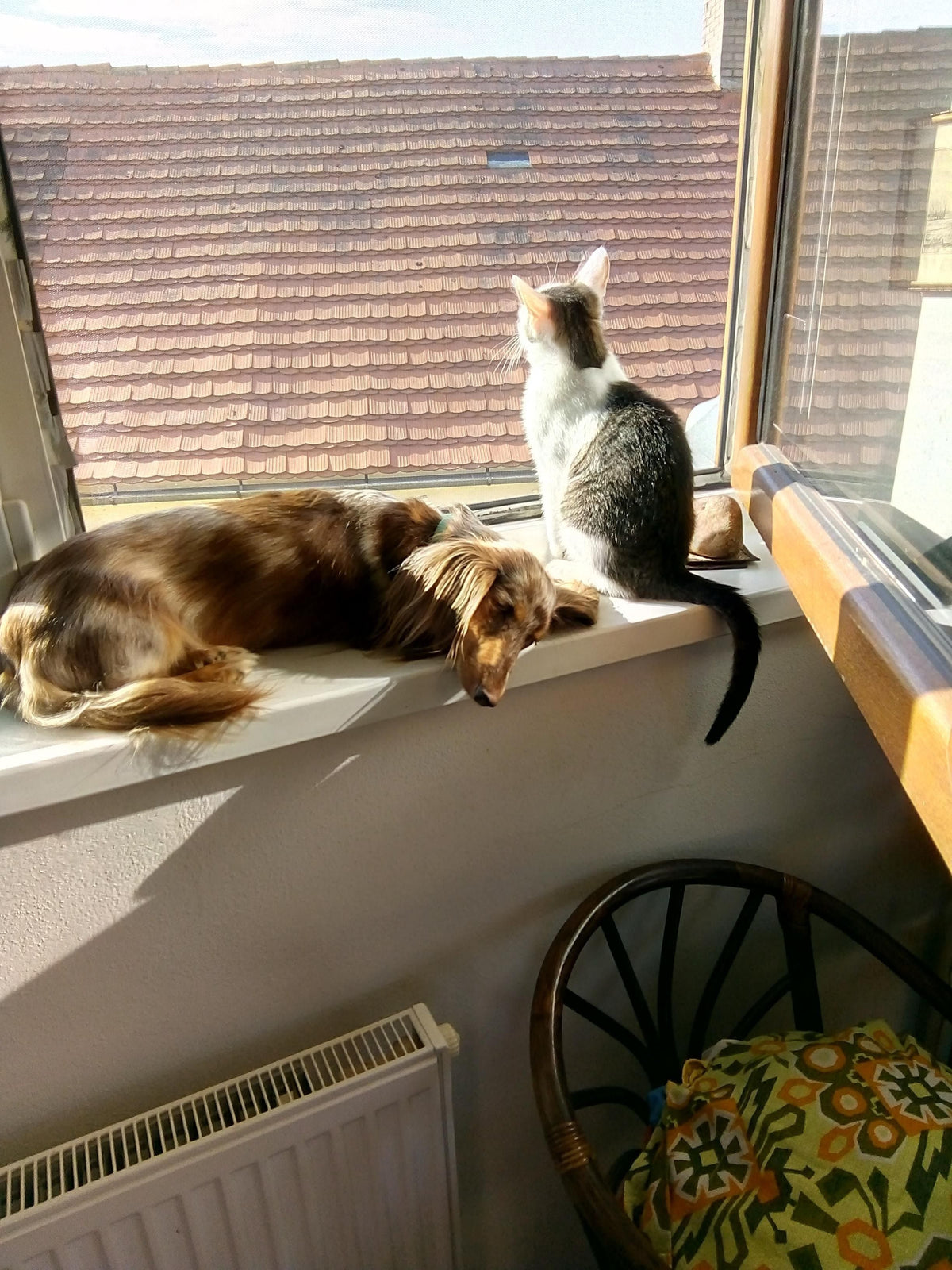 Animal Lovers